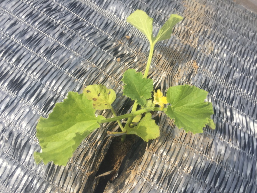 【祝】開花を確認。ステージ３に進みました！