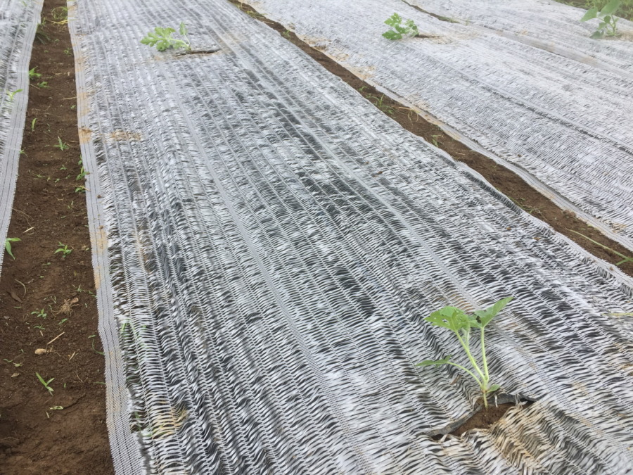 【はたけしごと】苗の定植、完。