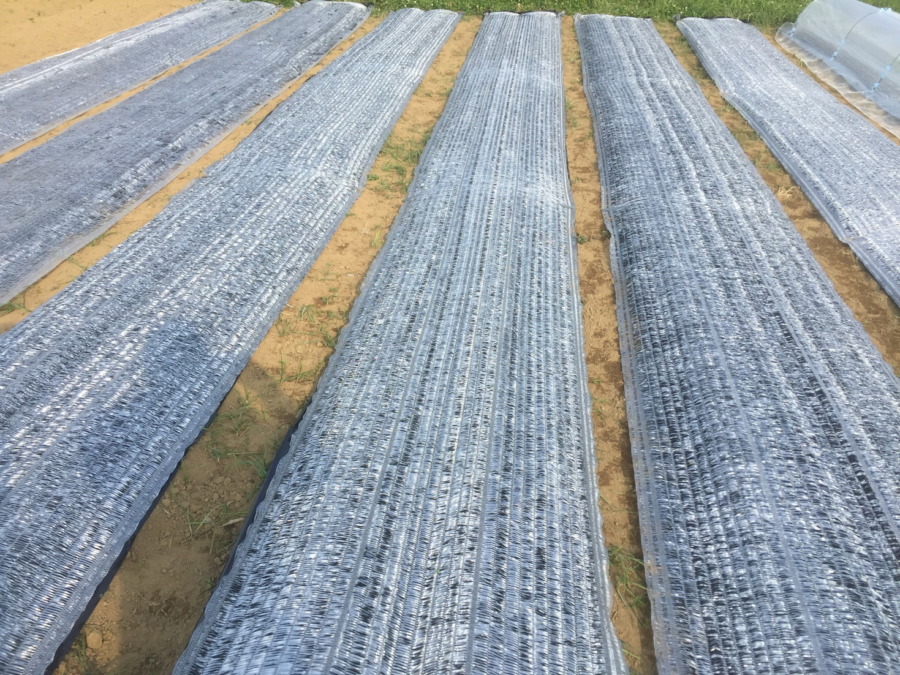 【はたけしごと】耕し・元肥・マルチング、完。