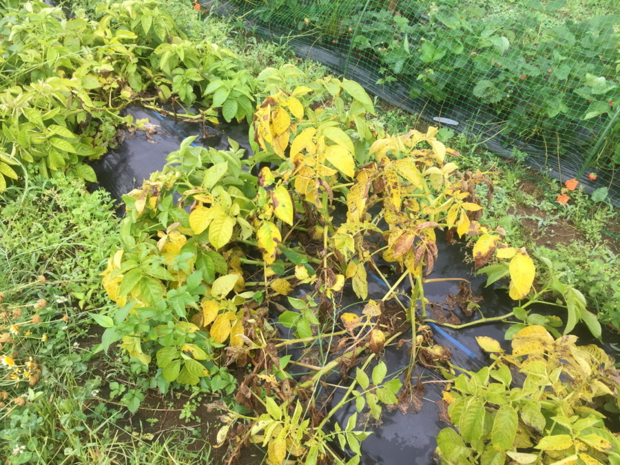 【祝】収穫OKです。