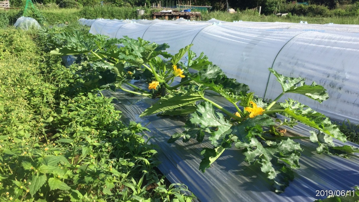 ズッキーニです。大きくなってきましたyo。