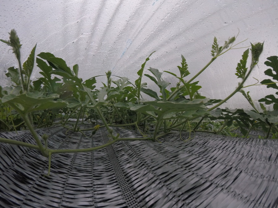 【祝】開花・受粉を確認。ステージ３に進みました。