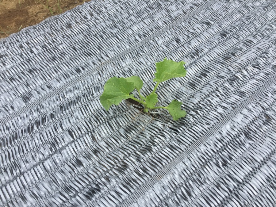 【はたけしごと】定植・トンネル、完。