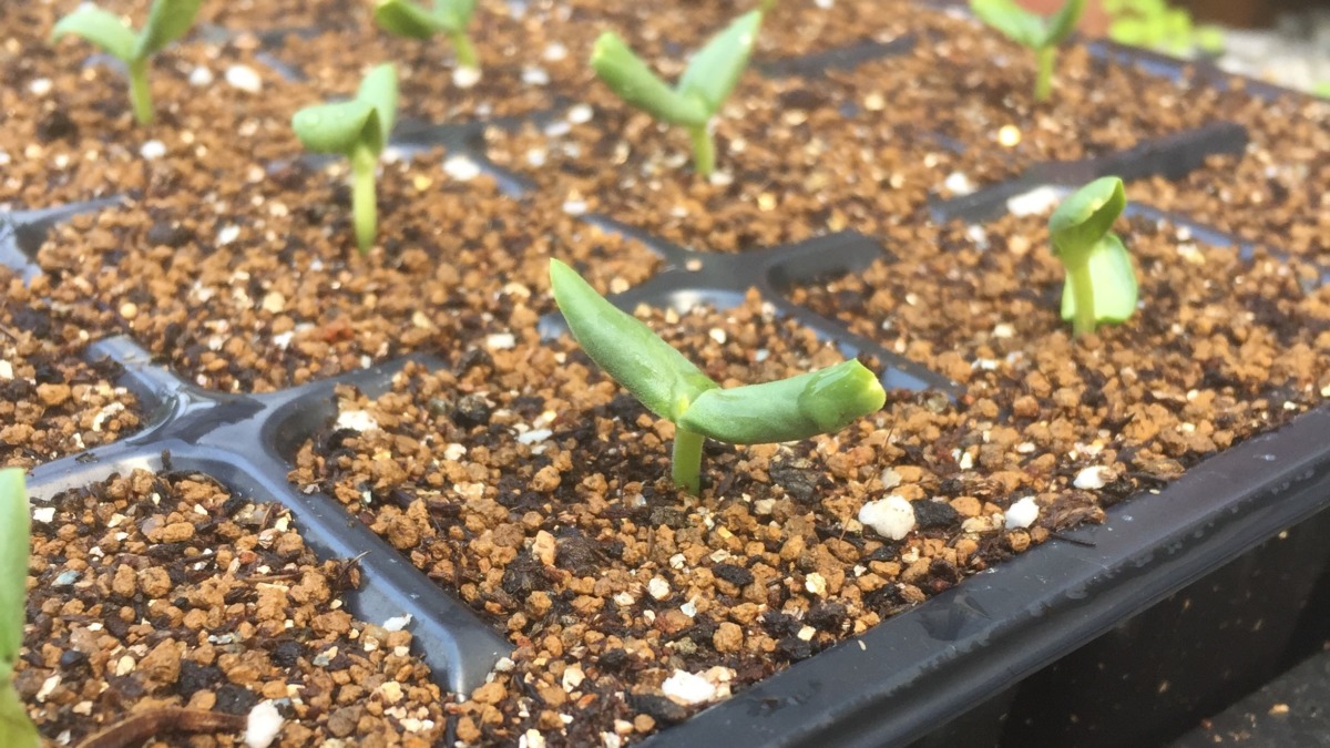 はたけの様子：【タイムラプス】メロンの発芽！