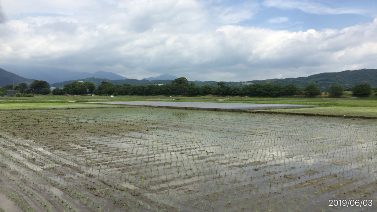 おこめです。田植え、完。上出来。