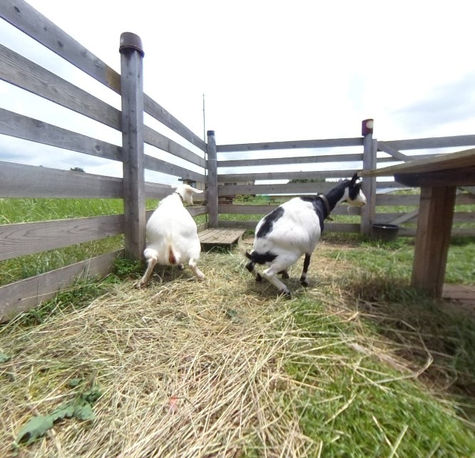 【VR】やぎ子です。ちょっとちょっと・・・