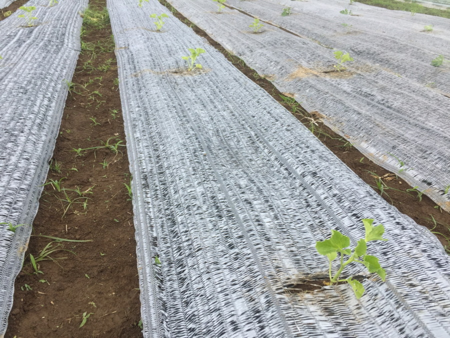 【はたけしごと】苗の定植、完。