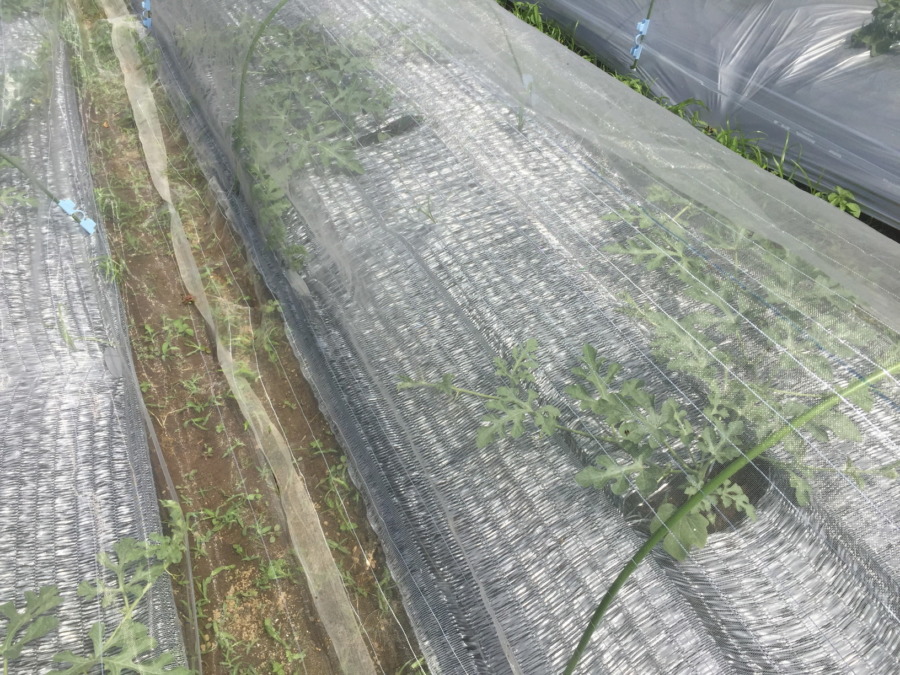 【はたけしごと】定植・トンネル、完。