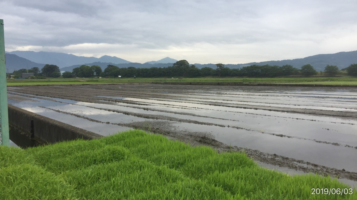 おこめです。いざ、田植え。