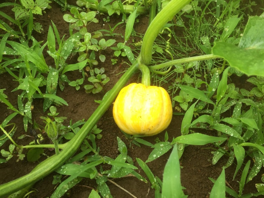 ミニカボチャ。黄色がまぶしい？