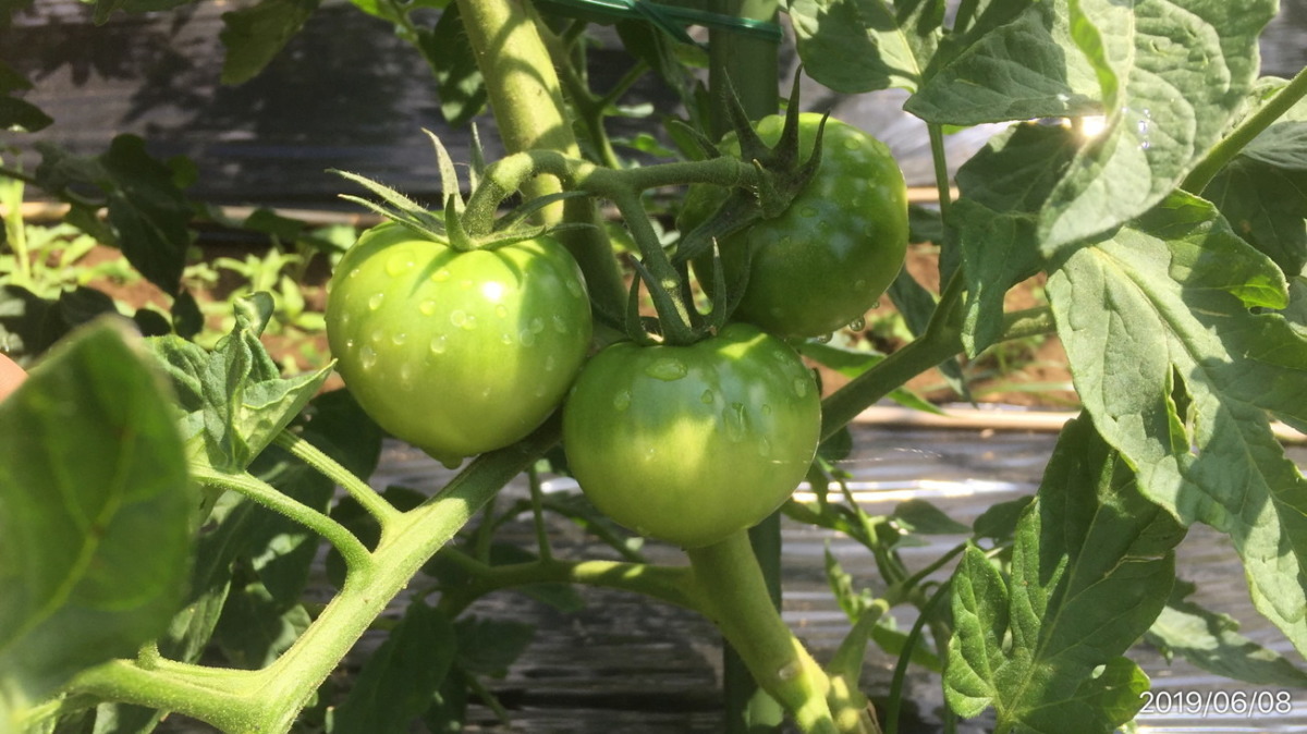 トマトです。大玉。