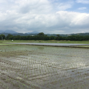 おこめです。田植え、完。上出来。