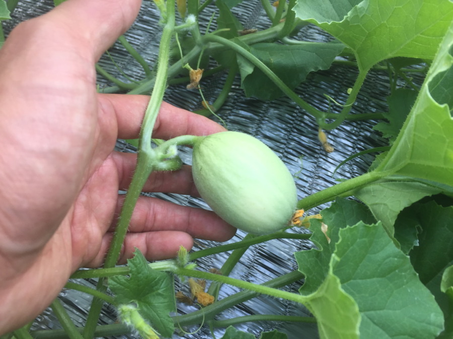 メロンです。もう、ベイビではない。