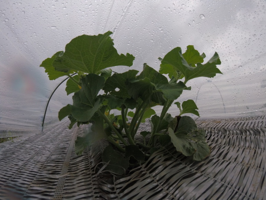 【フォト】めろん株の様子。（内＆外）