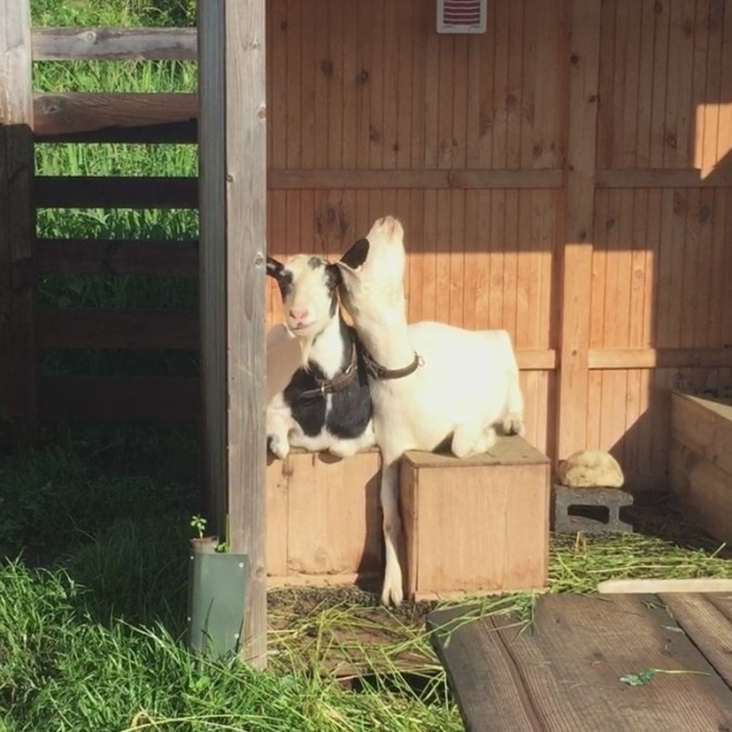 やぎ子です。仲良し母娘。