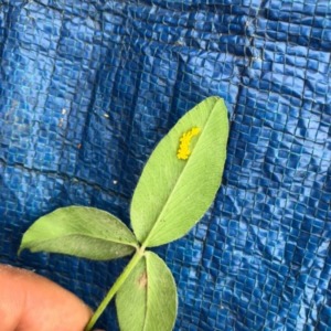 赤詰草　と　生きる②　 君ら誰の子　その１