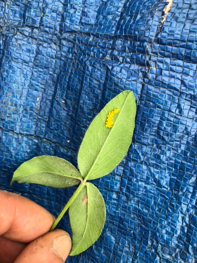 赤詰草　と　生きる②　 君ら誰の子　その１