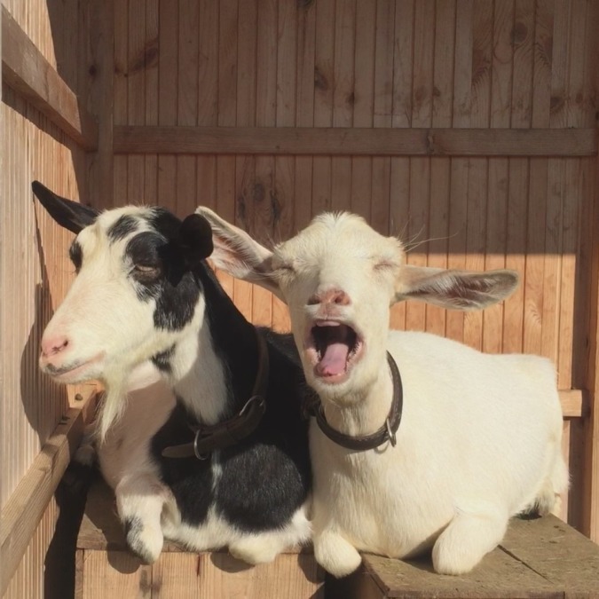 ルナです。私のあくびは、33秒くらいから。