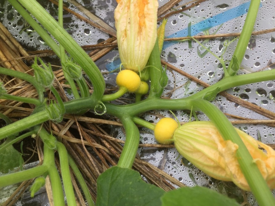 かぼちゃベイビ、増殖中。屋根の張替えも、しましたよ。