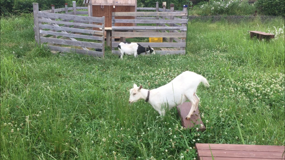 ルナです。朝のお散歩。