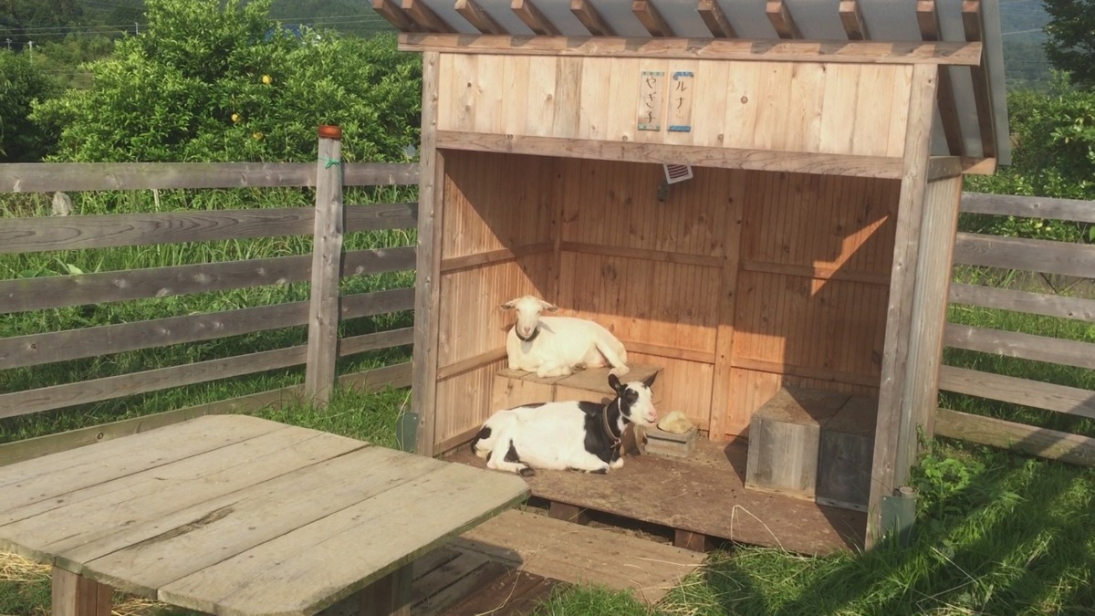 やぎ子です。朝。