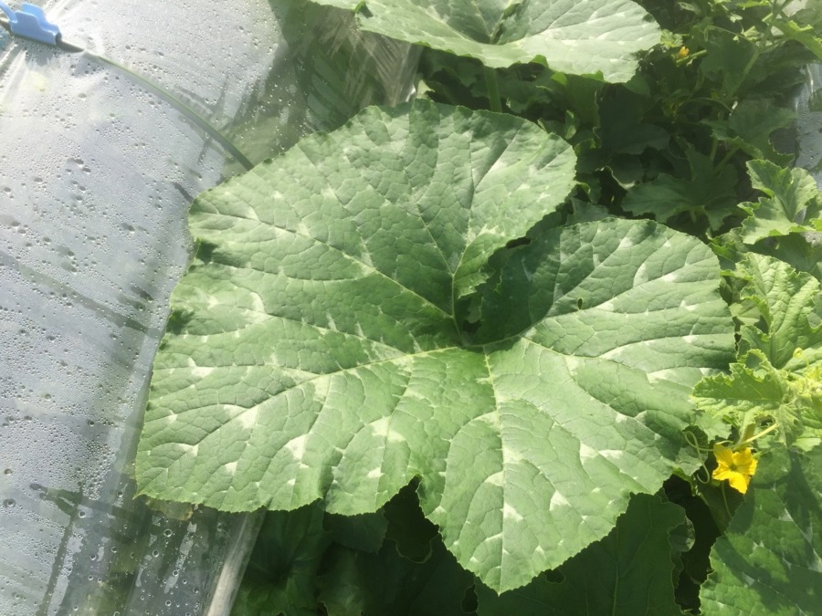 で、どなた？やっぱりあの方？