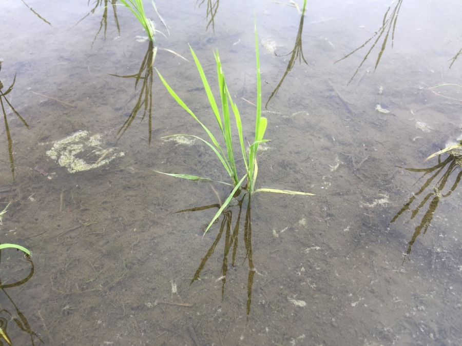 おこめです。順調な気がしていますyo。