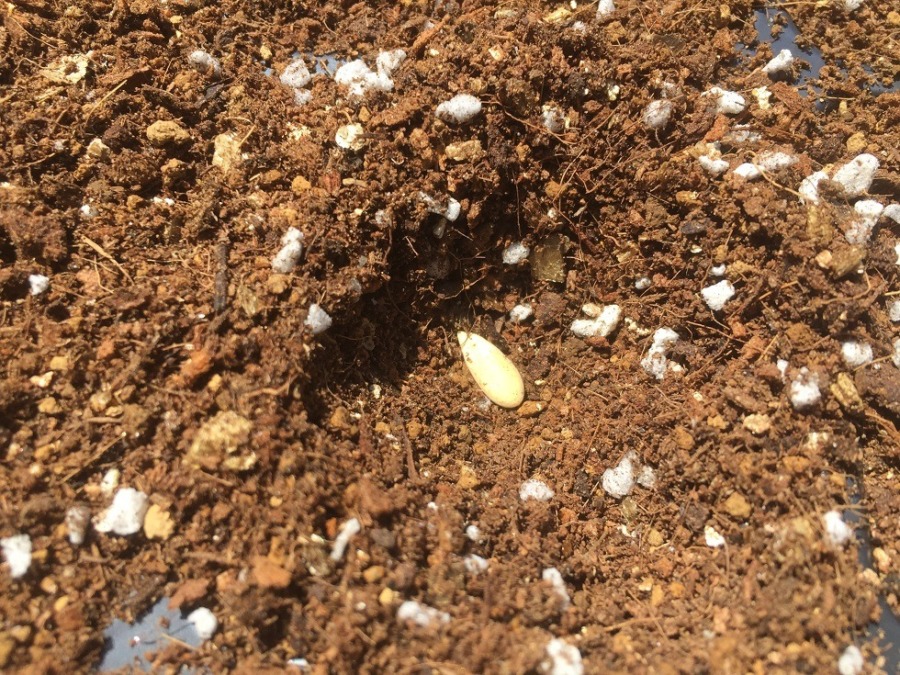 【フォト】メロンです。種まき。