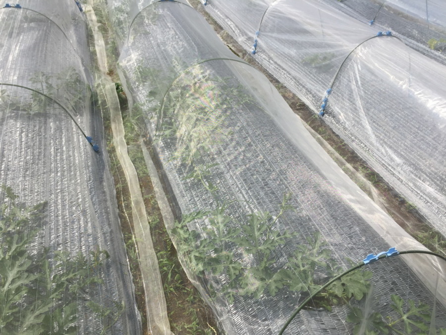 【はたけしごと】定植・トンネル、完。