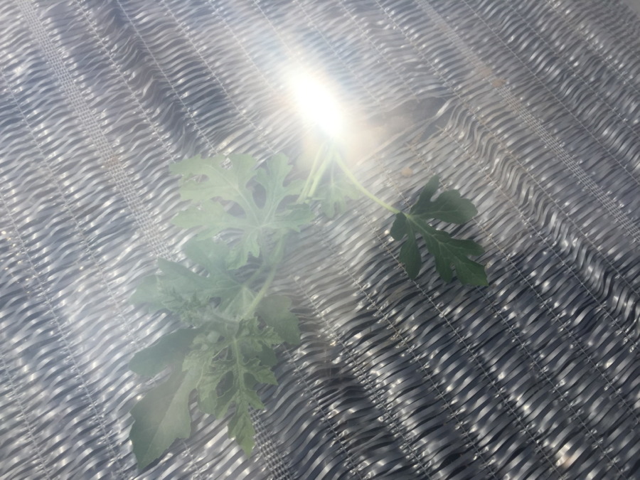 【フォト】すいか株の様子。