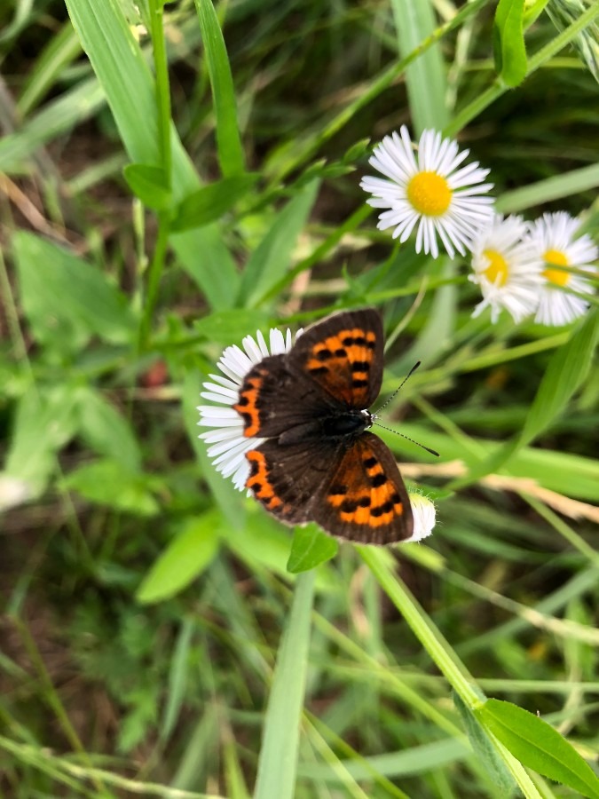 蓼食う虫も好き好き・紅蜆