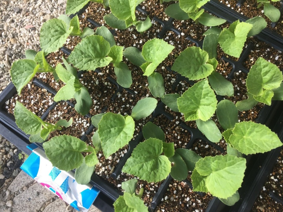 【フォト】メロンです。そろそろ、狭くなってきました。