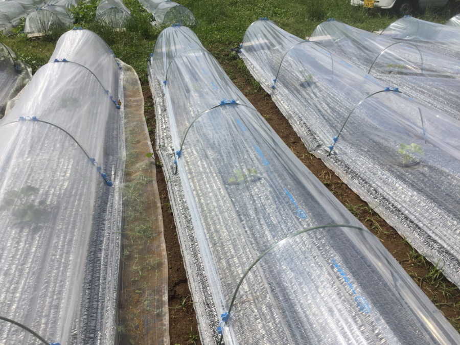 【はたけしごと】ビニルトンネル、完。