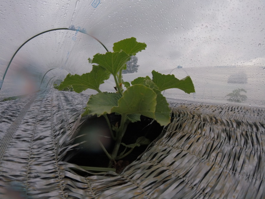 【フォト】めろん株の様子。（内＆外）