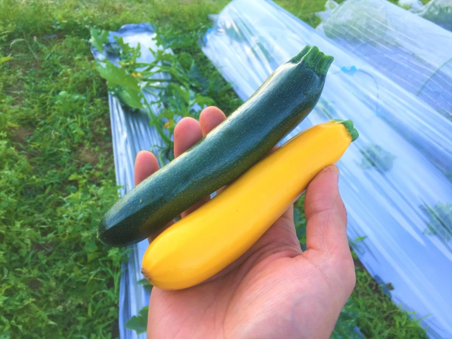 【祝】ずっきーにです。初収穫☆