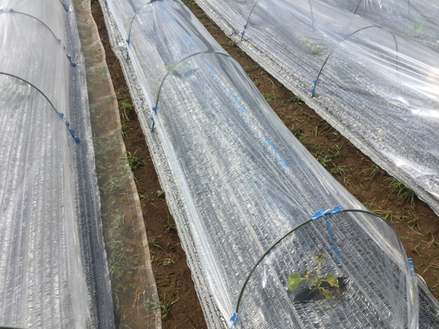 【はたけしごと】トンネルの設置、完。