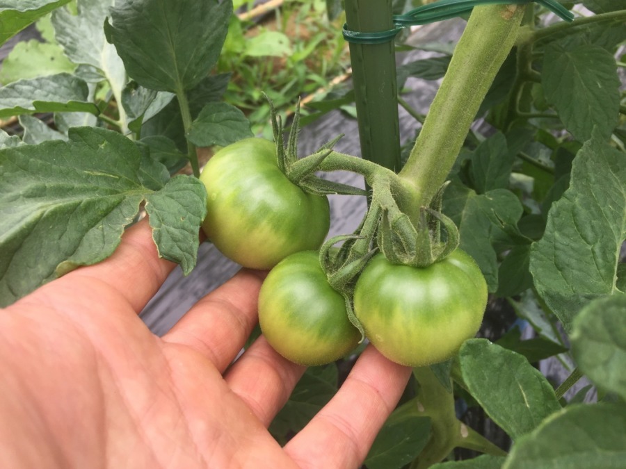 とまとです。大玉→中玉→小玉。ワクワク。