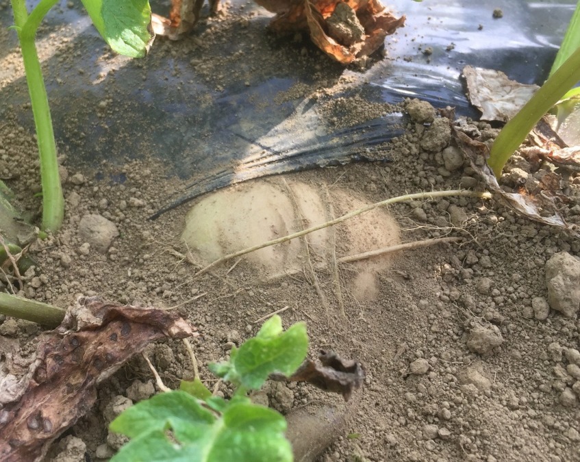 じゃがさんです。チラっ。