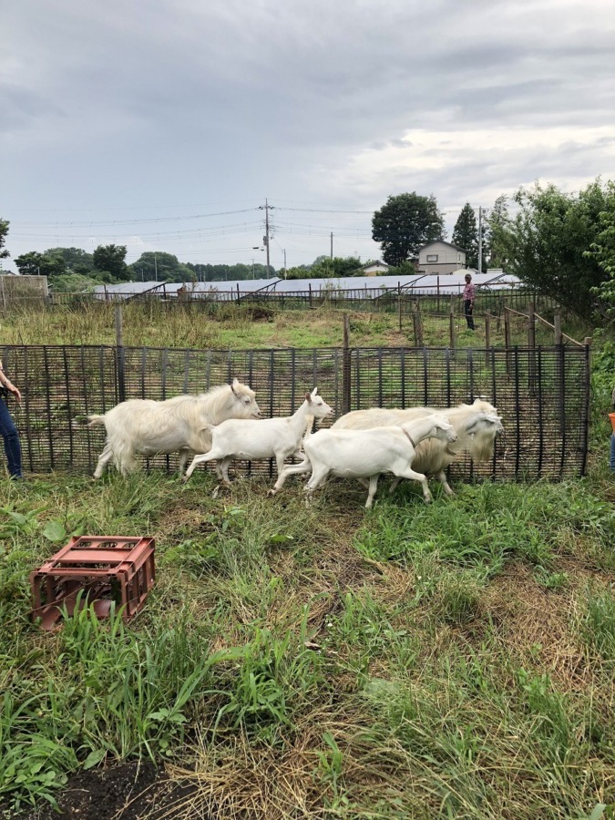 ネルでス。いばらき やぎさんお引越し。