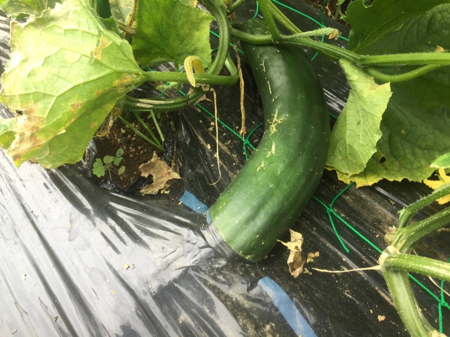 きゅうりです。えっ、ビニルマルチのお布団・・・？