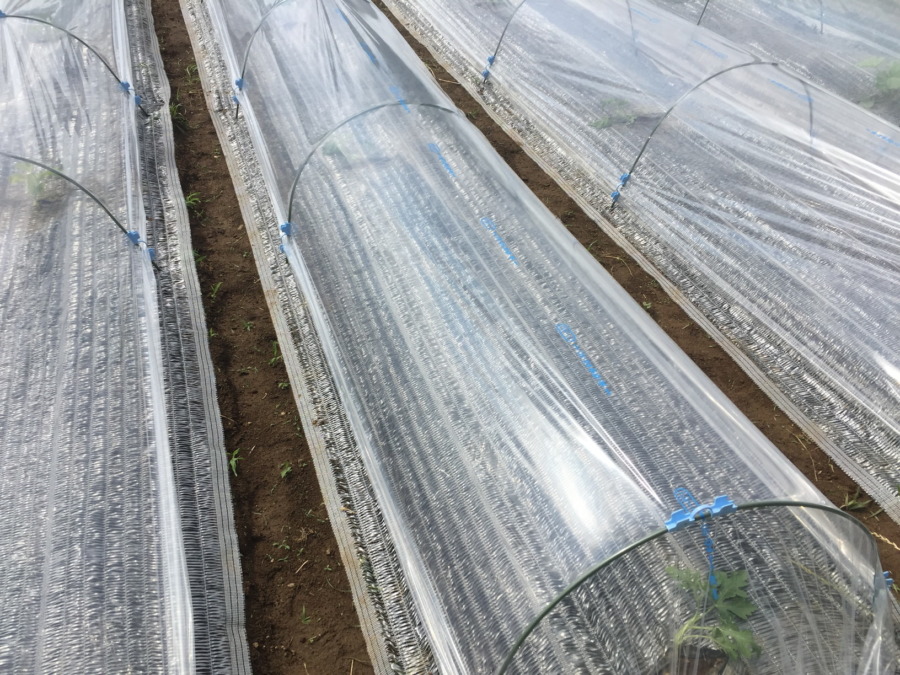 【はたけしごと】トンネルの設置、完。