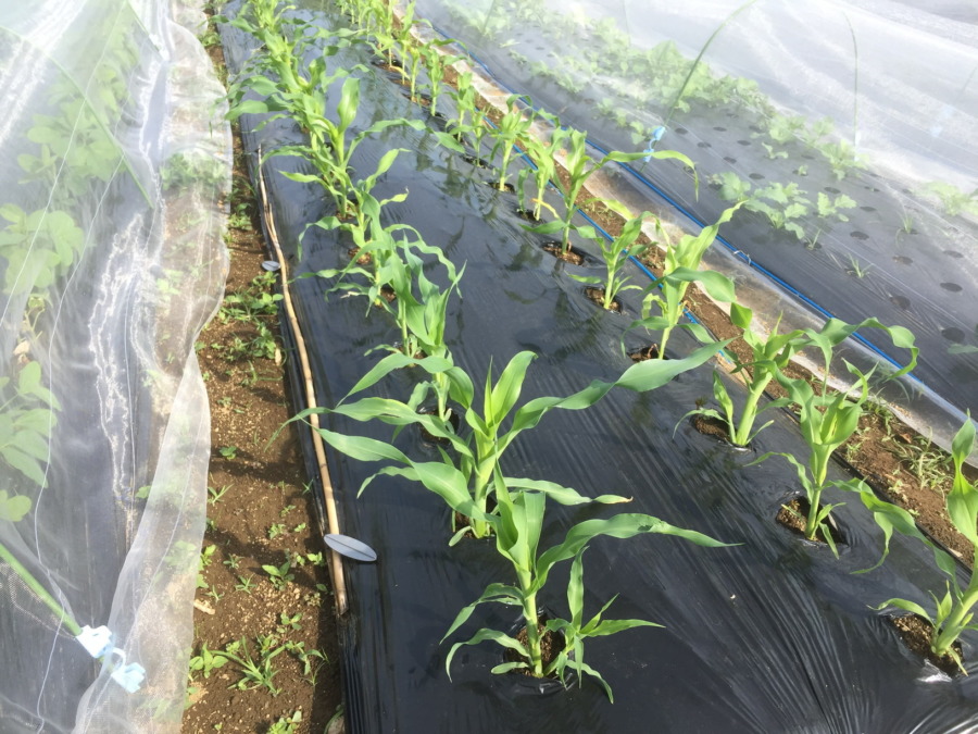 とうもろこしです。実は順調。