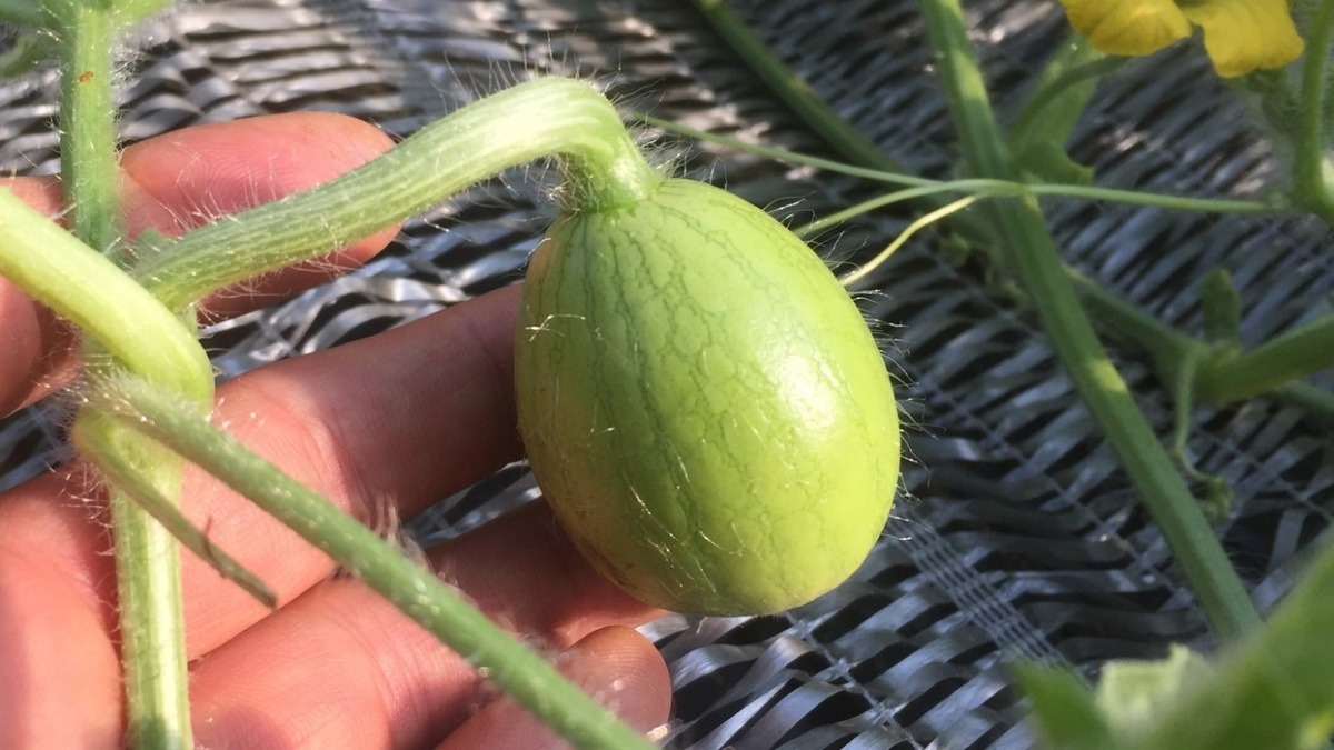 すいかベイビ。ピンポン玉くらいまで。