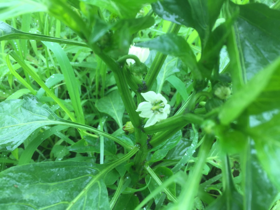 【祝】ようやく開花。ぴーまん株の様子です。