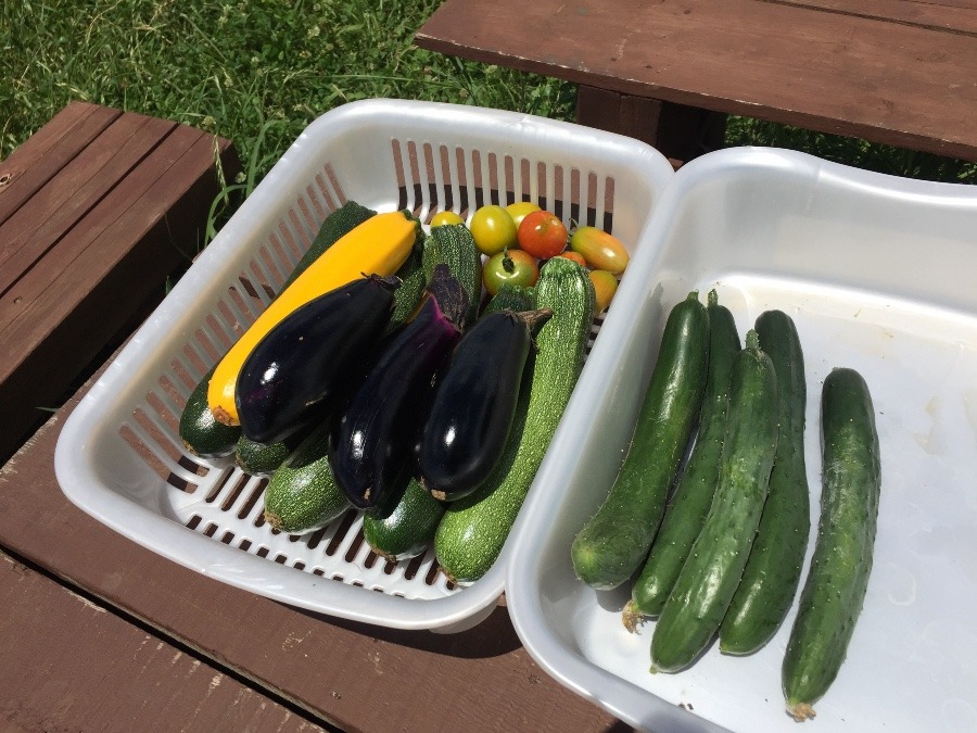 今日の畑の恵み。なす、きゅうり、ずっきーに、とまと。