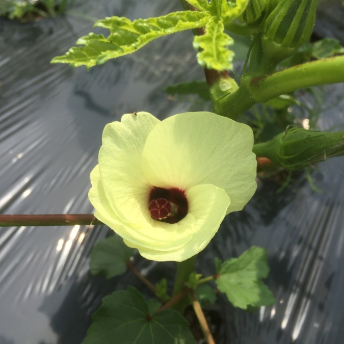 オクラです。お花、どう？