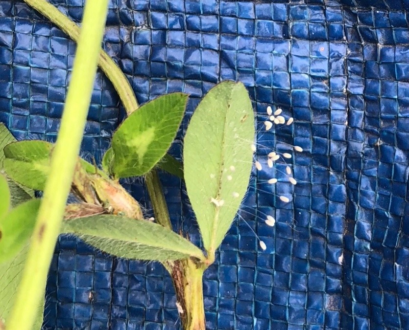 赤詰草　と　生きる③　 君ら誰の子　その2