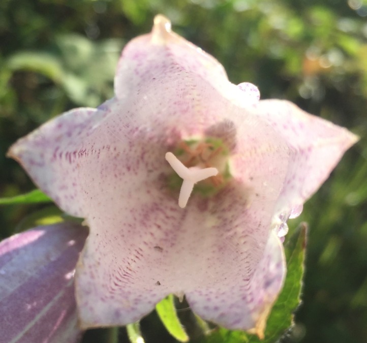 初夏の花ですが、何の花？このアングルはあまり見ないかも。