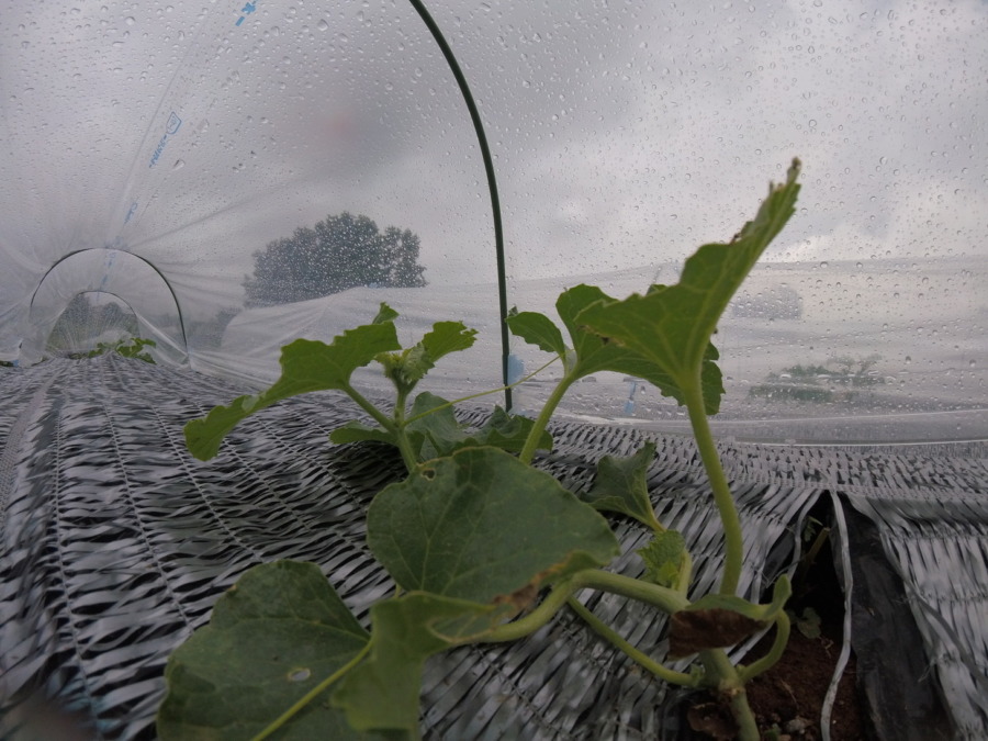 【フォト】めろん株の様子。（内＆外）