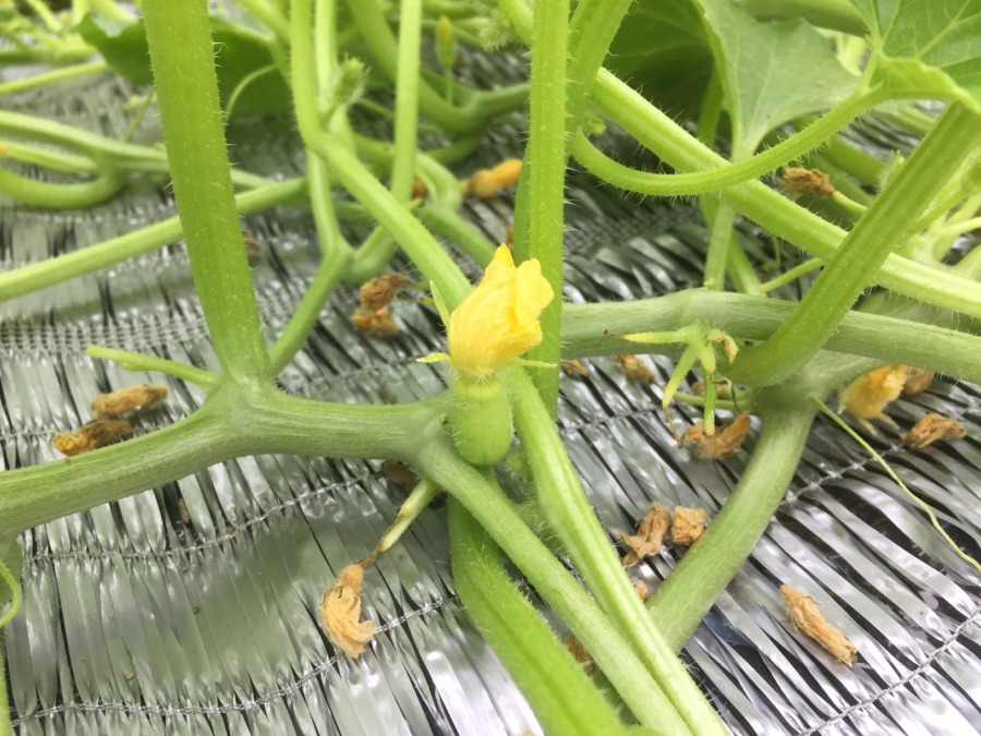 メロンのベイビ。小指の爪くらいの大きさ。